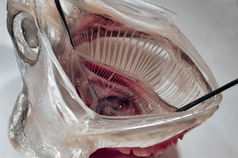 Ansjovis inspireert filter dat microplastics uit wasmachines haalt