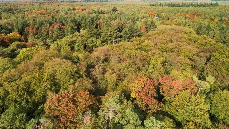 Bomen slaan minder CO2 op in warmer klimaat