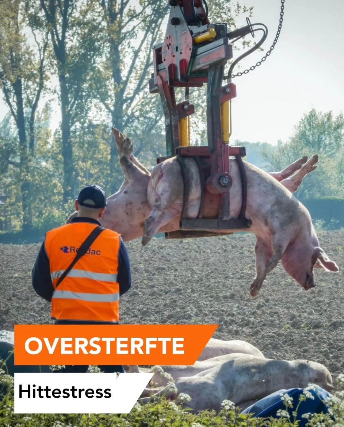 Animal Rights vraagt aandacht voor extra dierensterfte bij hitte