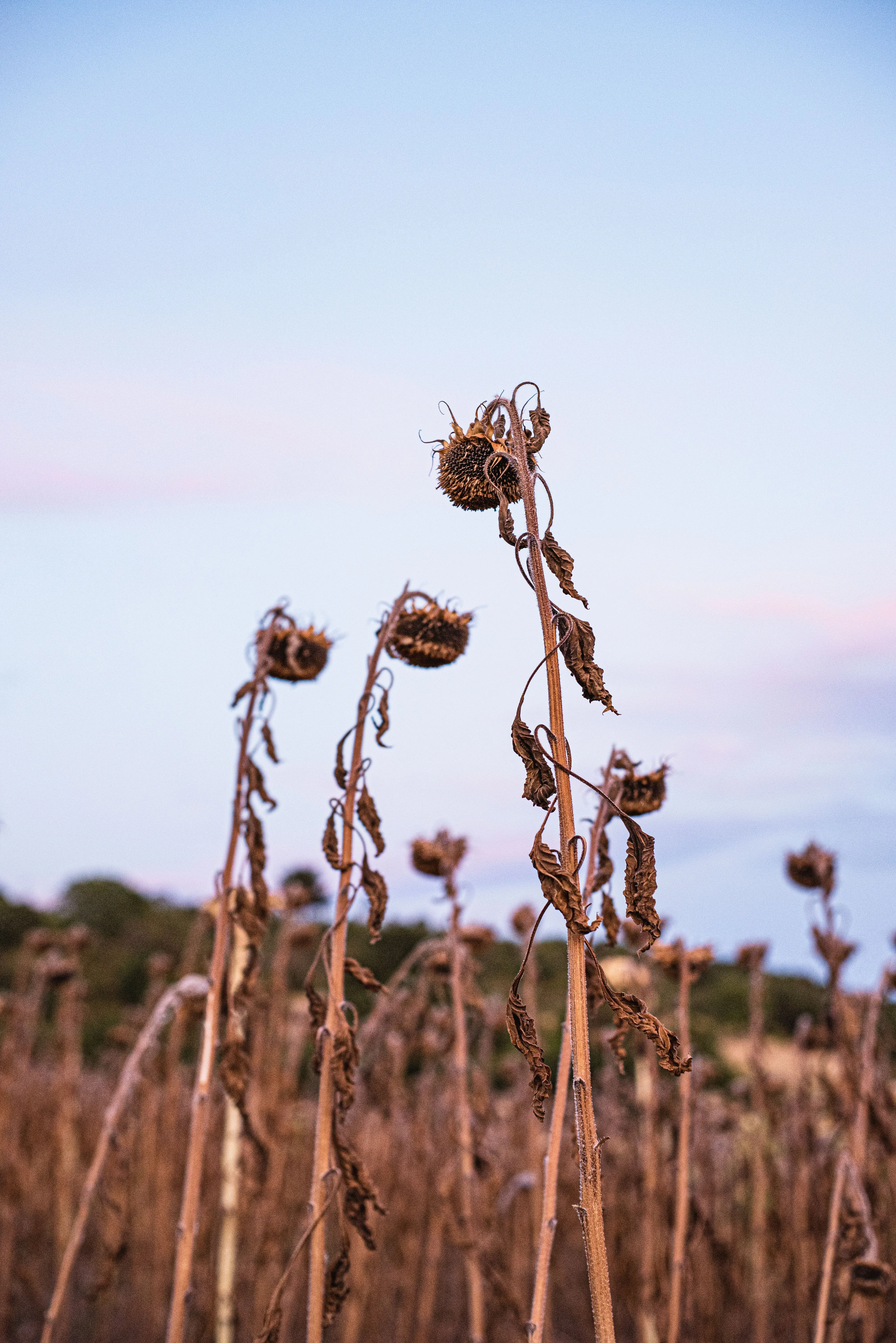 Economen waarschuwen al decennia voor schade door droogte