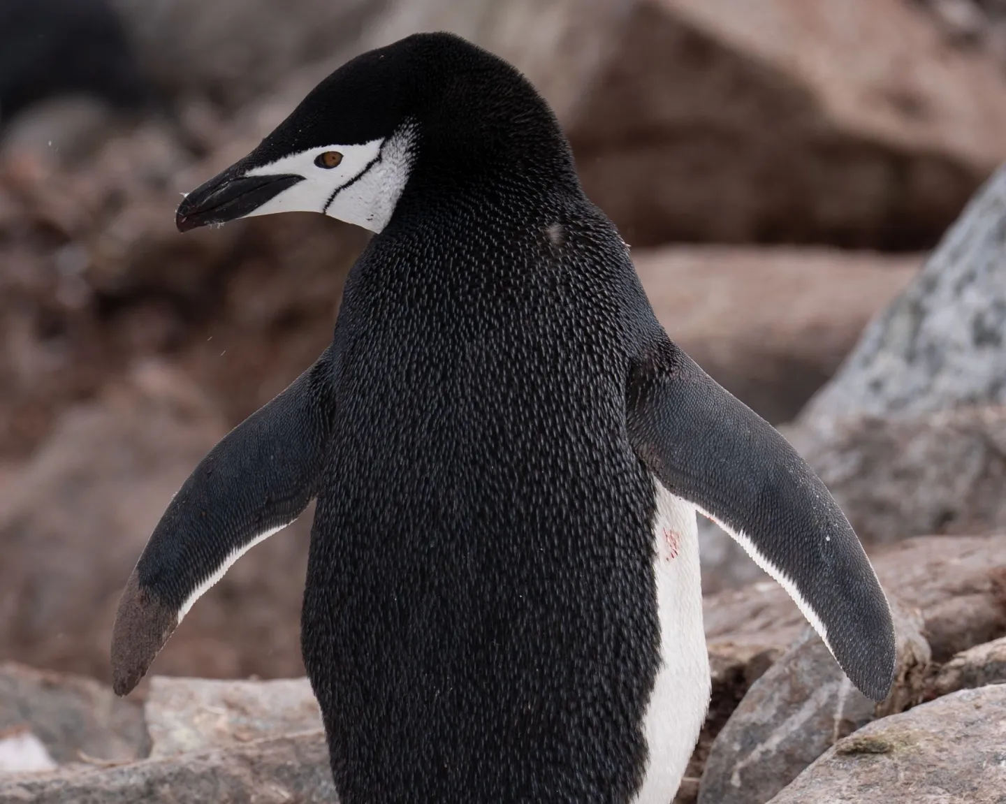 Klimaatopwarming nekt stormbandpinguïns