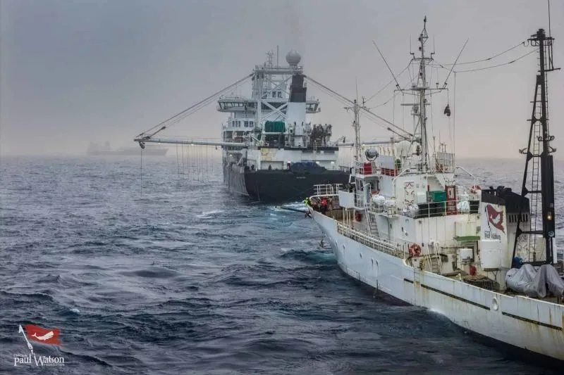 Noorwegen en China willen nog meer krill vangen rond Antartica