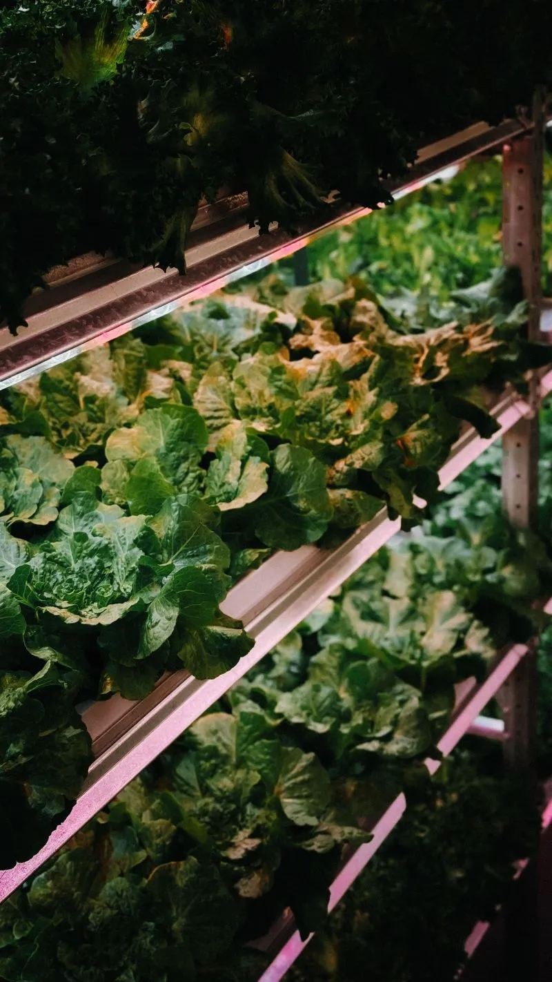 'Vers van het dak': Duitse supermarkt verbouwt zelf sla