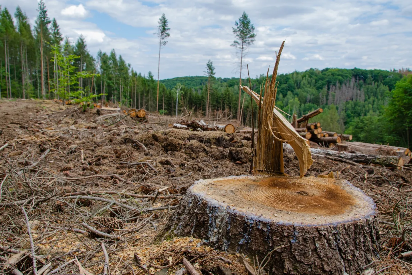 Google kapt illegaal hele bossen in Finland voor datacenter