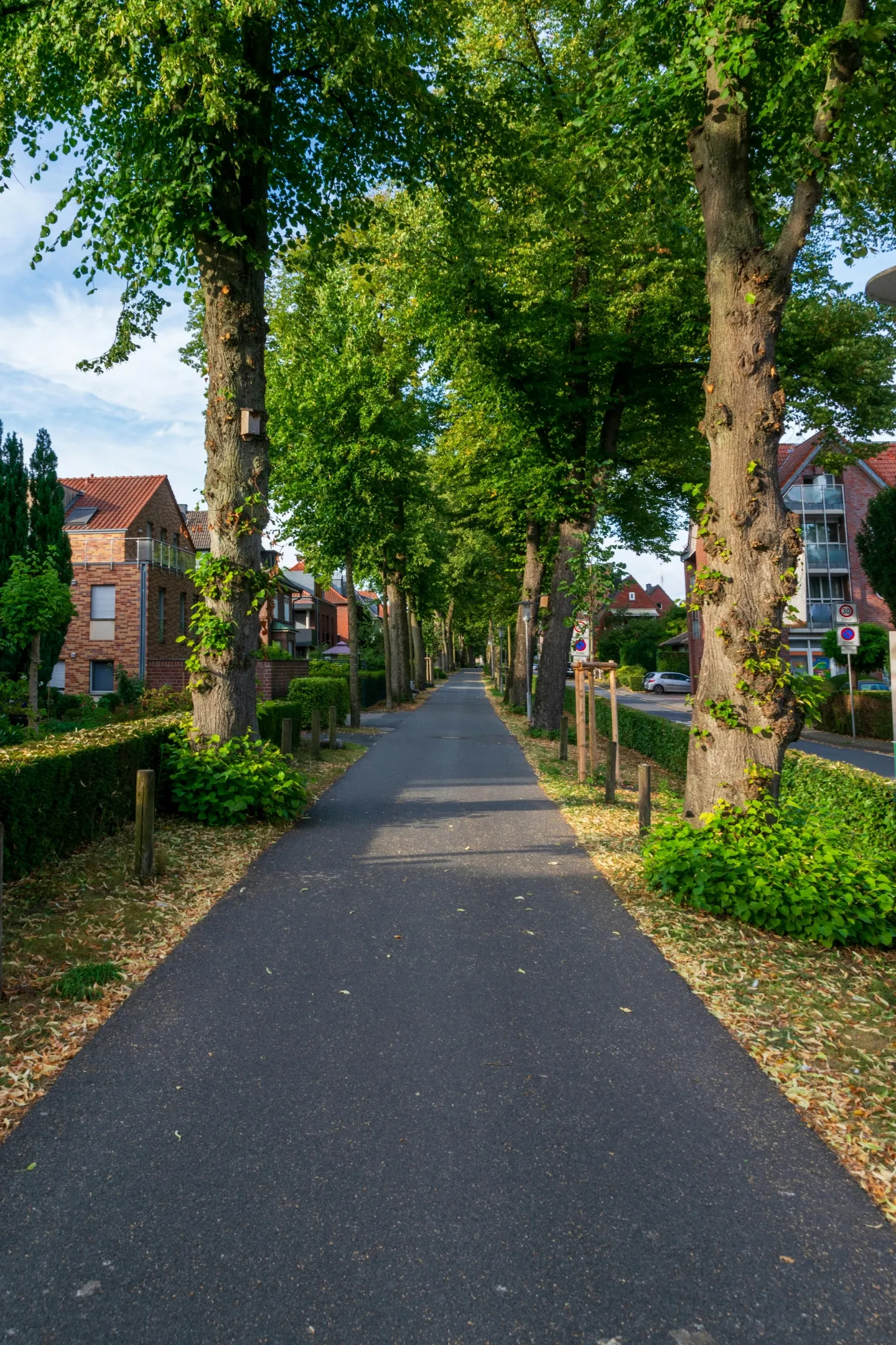 Van straatboom naar straatbos?