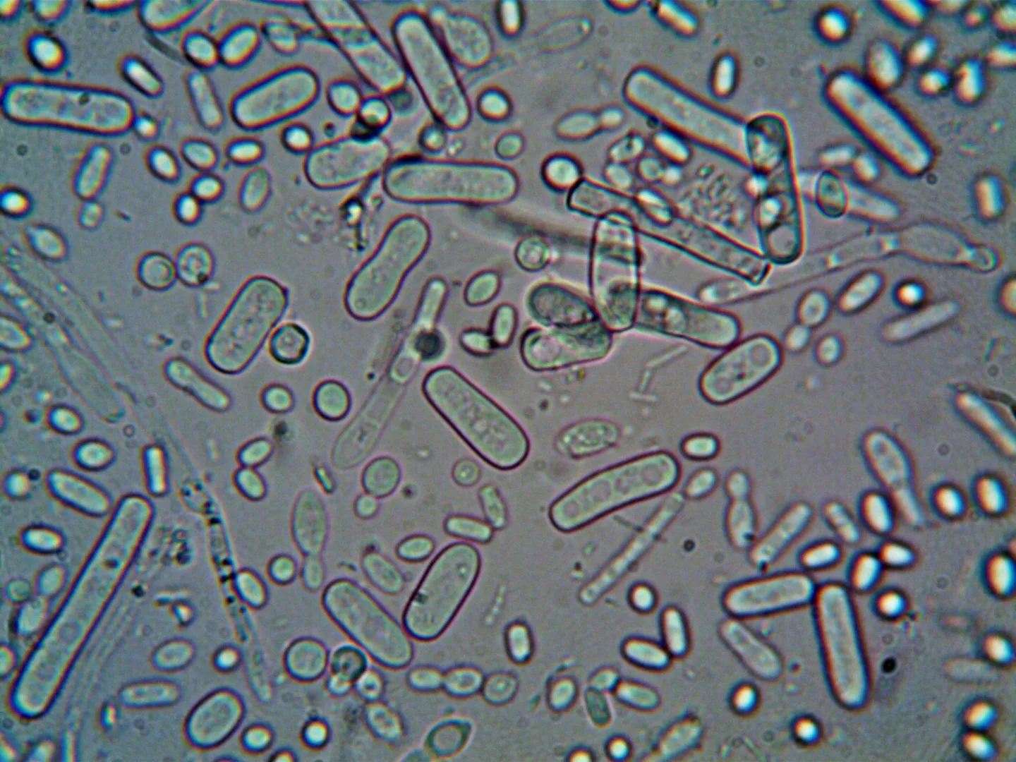 Klimaatverandering versnelt antibioticaresistentie