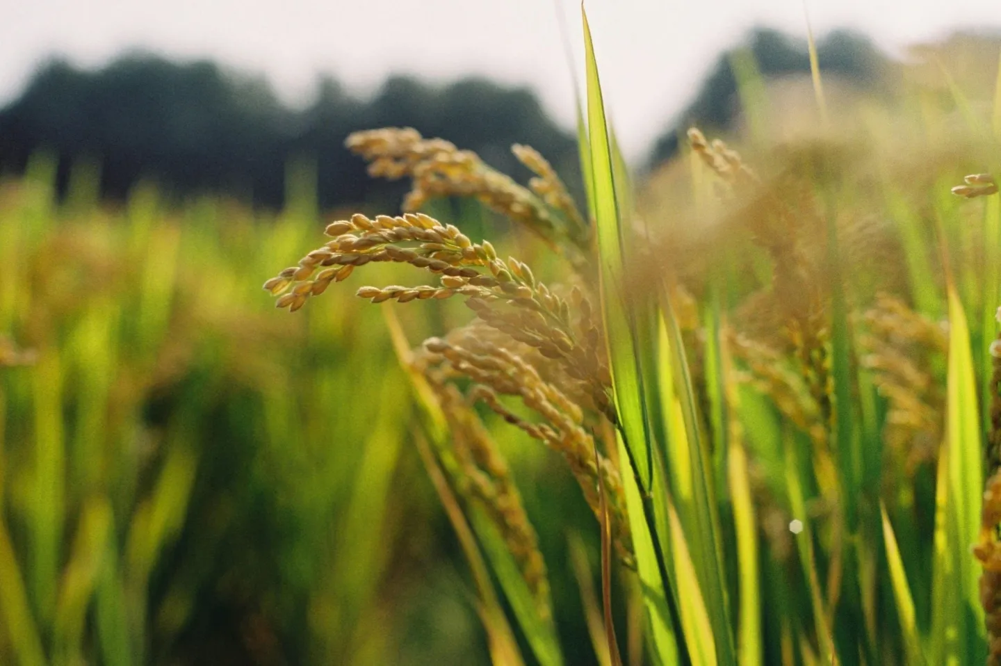 Rijst in de polder