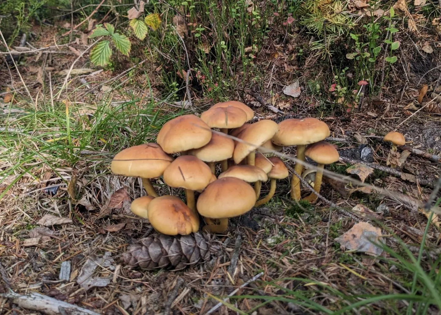 Schimmels houden bossen gezond