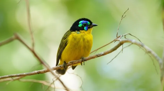 Biodiversiteitscrisis verdiept zich, vogelsoorten wereldwijd in verval 