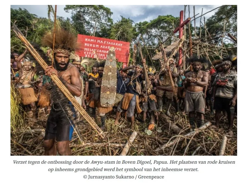 Docu 'Pesta Babi' toont verwoesting regenwoud West-Papoea 