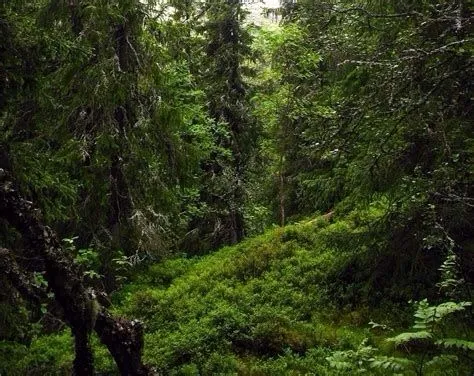 Zweedse oerbossen slaan 83 procent meer koolstof op dan productiebossen